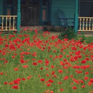 Meet your Posher, Nancy